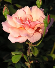 Афанасий Фет "Сентябрьская роза"